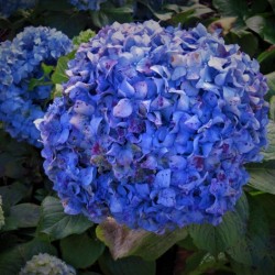 Fleurs Flowers